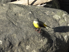 Motacilla cinerea cinerea