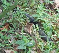 Naja sumatrana