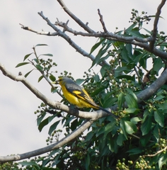 Pericrocotus ethologus