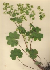 Alchemilla xanthochlora