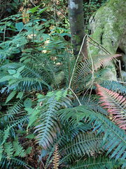 Blechnum attenuatum