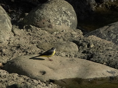 Motacilla cinerea cinerea