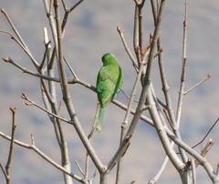 Psittacula himalayana