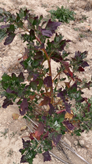 Chenopodiastrum murale