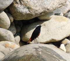 Phoenicurus leucocephalus