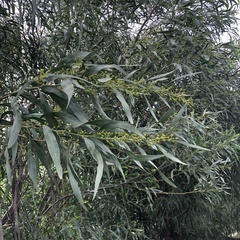 Acacia saligna