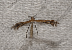 Stangeia xerodes