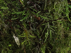 Thamnobryum alopecurum