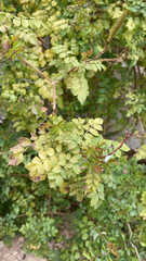 Zanthoxylum fagara