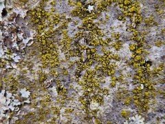 Candelariella xanthostigma