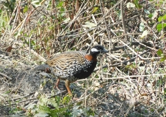 Francolinus francolinus