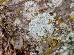 Physcia clementei
