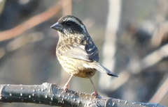 Carpodacus
