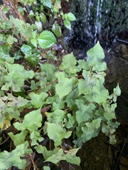 Persicaria biconvexa