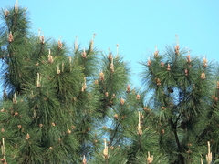 Pinus taiwanensis