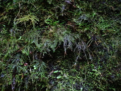 Thamnobryum alopecurum