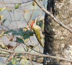 Picus squamatus