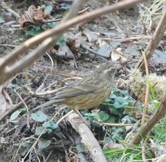 Carpodacus
