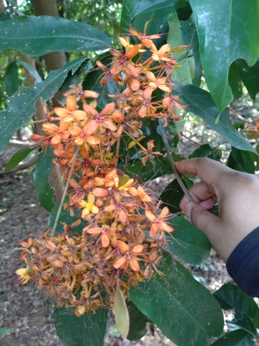 Yellow Ashok (Saraca indica)