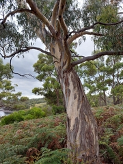 Eucalyptus rubida rubida
