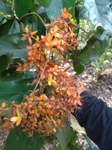 Saraca indica, photograph 2
