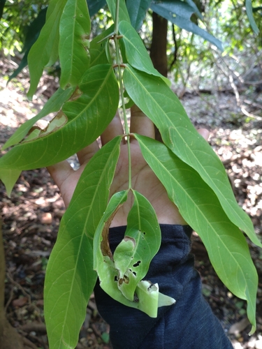 Saraca indica, photograph 3