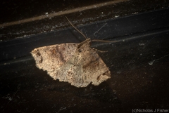 Lithilaria proestans