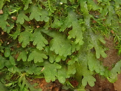 Riccardia chamaedryfolia