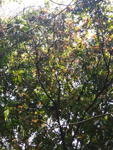 Saraca indica, photograph 4