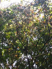 Saraca indica, photograph (c) Utain Pummarin, some rights reserved (CC BY)