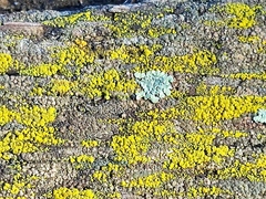 Candelariella efflorescens