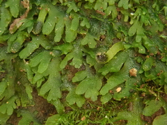 Riccardia chamaedryfolia