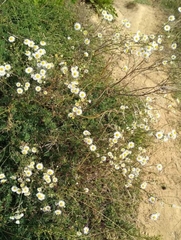 Erigeron strigosus