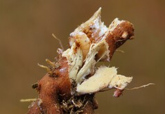 Oberea erythrocephala