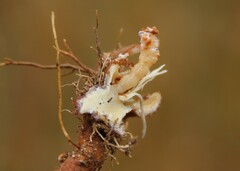 Oberea erythrocephala