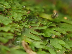 Riccardia chamaedryfolia