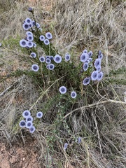 Globularia alypum