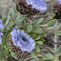 Globularia alypum