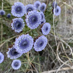 Globularia alypum