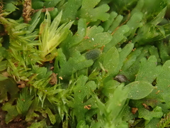Riccardia chamaedryfolia
