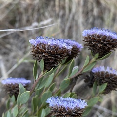 Globularia alypum
