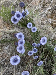 Globularia alypum