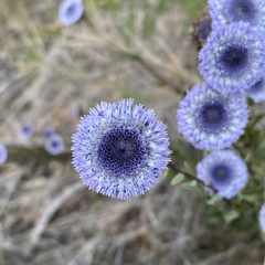 Globularia alypum