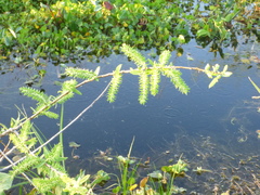 Salix caroliniana