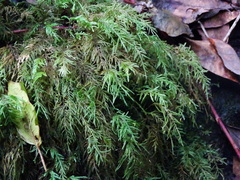 Thamnobryum alopecurum