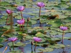 Nymphaea rubra