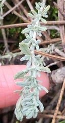 Teucrium capitatum