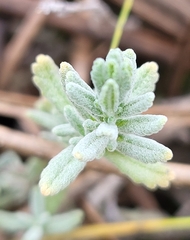 Teucrium capitatum