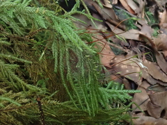 Thamnobryum alopecurum