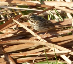 Passerculus sandwichensis